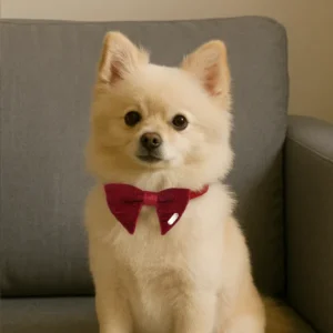 velvet-rose-collar-bow-on-dog-image