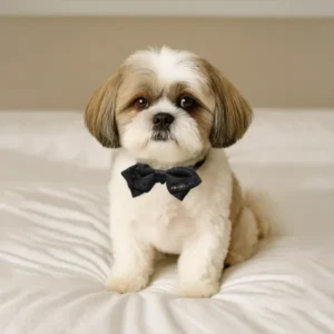 dog-with-the-midnight-bow-image
